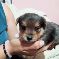 Cosmo, a female Pomeranian and Yorkshire Terrier for sale in Morgan Hill, CA – 2 of 2
