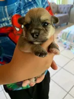 Yoranians, a  Pomeranian and Yorkshire Terrier for sale in Morgan Hill, CA – 8 of 8