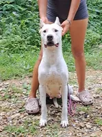Ch sire, a female Dogo Argentino for sale in Missouri, MO – 3 of 3