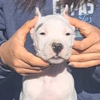 BIG BOY CHsire, a male Dogo Argentino for sale in Missouri, MO – Photo 3 of 6