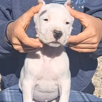 BIG BOY CHsire, a male Dogo Argentino for sale in Missouri, MO – Photo 6 of 6