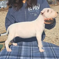 BIG BOY CHsire, a male Dogo Argentino for sale in Missouri, MO – Photo 4 of 6