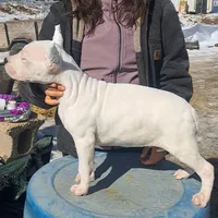BIG BOY CHsire, a male Dogo Argentino for sale in Missouri, MO – Photo 2 of 6