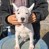 BIG BOY CHsire, a male Dogo Argentino for sale in Missouri, MO – Photo 1 of 6