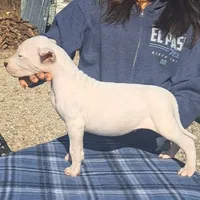 BIG BOY CHsire, a male Dogo Argentino for sale in Missouri, MO – Photo 5 of 6