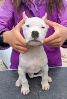 AKC GCH Bred, a male Dogo Argentino for sale in Missouri, MO – Photo 2 of 3