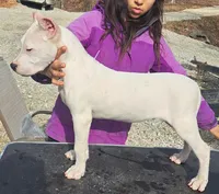 AKC GCH Bred, a male Dogo Argentino for sale in Missouri, MO – Photo 3 of 3