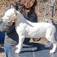 CHAMPIONparents, a male Dogo Argentino for sale in Missouri, MO – Photo 3 of 5