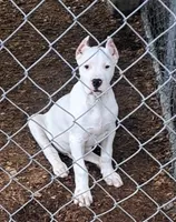 CHAMPIONparents, a male Dogo Argentino for sale in Missouri, MO – Photo 2 of 5