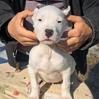 CHAMPIONparents, a male Dogo Argentino for sale in Missouri, MO – Photo 4 of 5