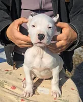 CHAMPIONparents, a male Dogo Argentino for sale in Missouri, MO – Photo 1 of 2