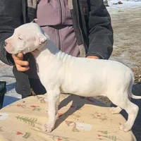 CHAMPIONparents, a male Dogo Argentino for sale in Missouri, MO – Photo 5 of 5