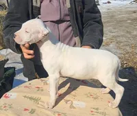 CHAMPIONparents, a male Dogo Argentino for sale in Missouri, MO – Photo 2 of 2