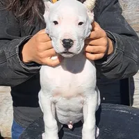 CHAMPIONparents, a male Dogo Argentino for sale in Missouri, MO – Photo 1 of 5