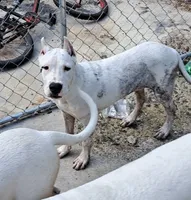CH sire negotiable, a male Dogo Argentino for sale in Missouri, MO – 7 of 7