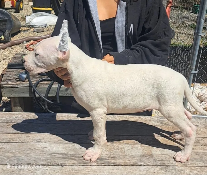 Ch parents – Dogo Argentino puppy for sale in Missouri, MO