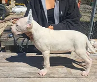 Ch parents, a male Dogo Argentino for sale in Missouri, MO – Photo 1 of 2