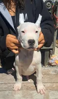 Ch parents, a male Dogo Argentino for sale in Missouri, MO – Photo 2 of 2