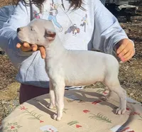 PetMale2, a male Dogo Argentino for sale in Missouri, MO – Photo 2 of 7