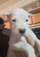 PetMale2, a male Dogo Argentino for sale in Missouri, MO – Photo 5 of 7