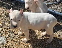 PetMale2, a male Dogo Argentino for sale in Missouri, MO – Photo 4 of 7