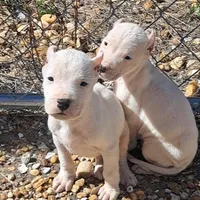 PetMale2, a male Dogo Argentino for sale in Missouri, MO – Photo 2 of 4