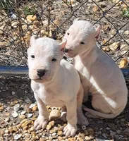 PetMale2, a male Dogo Argentino for sale in Missouri, MO – Photo 3 of 7