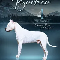 PetMale2, a male Dogo Argentino for sale in Missouri, MO – Photo 3 of 4