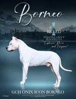 PetMale2, a male Dogo Argentino for sale in Missouri, MO – Photo 6 of 7