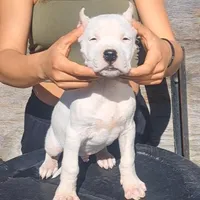 PetMale2, a male Dogo Argentino for sale in Missouri, MO – Photo 1 of 4