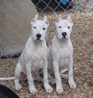 Akc Ch parents, a male Dogo Argentino for sale in Missouri, MO – Photo 5 of 6