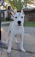 Akc Ch parents, a male Dogo Argentino for sale in Missouri, MO – Photo 4 of 6