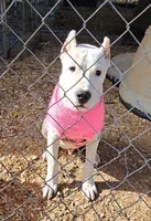 Akc Ch parents, a male Dogo Argentino for sale in Missouri, MO – Photo 1 of 6