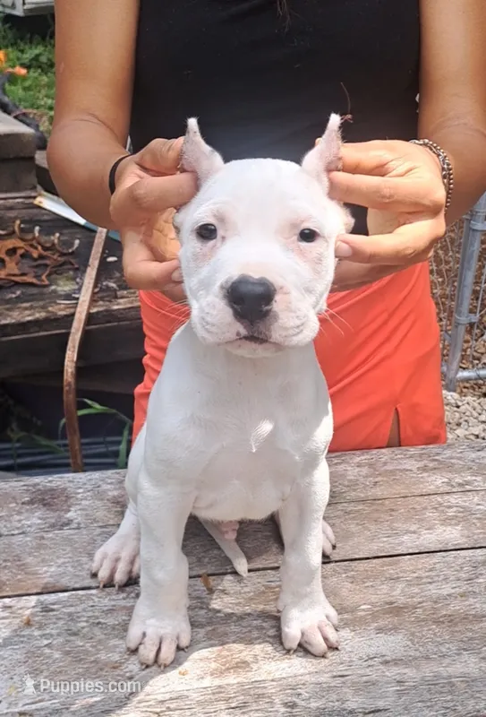 Pick Male CH sire – Dogo Argentino puppy for sale in Missouri, MO
