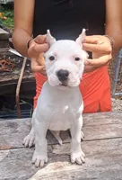 Pick Male CH sire, a male Dogo Argentino for sale in Missouri, MO – 1 of 3