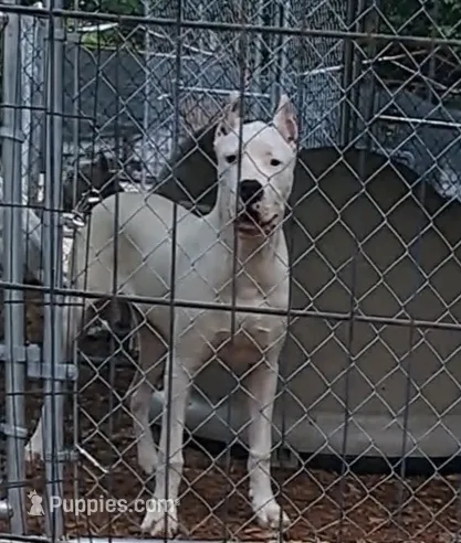CHAMPIONparents – Dogo Argentino puppy for sale in Missouri, MO