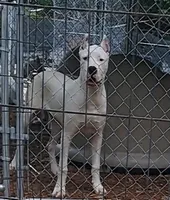 CHAMPIONparents, a male Dogo Argentino for sale in Missouri, MO – 1 of 4