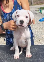 Rescue, a female Dogo Argentino for sale in Missouri, MO – Photo 1 of 2