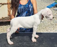 Rescue, a female Dogo Argentino for sale in Missouri, MO – Photo 2 of 2