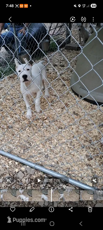 Ch parents – Dogo Argentino puppy for sale in Missouri, MO