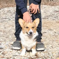 Skittles, a female Pembroke Welsh Corgi for sale in Missouri, MO – Photo 1 of 6