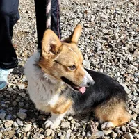 Skittles, a female Pembroke Welsh Corgi for sale in Missouri, MO – Photo 5 of 6