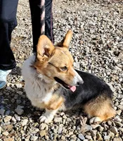 Skittles, a female Pembroke Welsh Corgi for sale in Missouri, MO – Photo 5 of 6