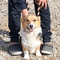 Skittles, a female Pembroke Welsh Corgi for sale in Missouri, MO – Photo 2 of 6