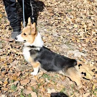 Skittles, a female Pembroke Welsh Corgi for sale in Missouri, MO – Photo 4 of 6