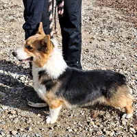 Skittles, a female Pembroke Welsh Corgi for sale in Missouri, MO – Photo 6 of 6