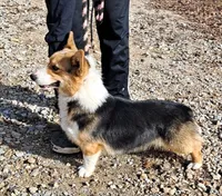 Skittles, a female Pembroke Welsh Corgi for sale in Missouri, MO – Photo 6 of 6