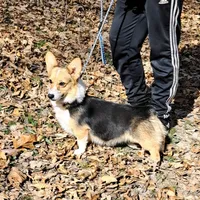 Skittles, a female Pembroke Welsh Corgi for sale in Missouri, MO – Photo 3 of 6