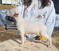 Pet Male, a male Dogo Argentino for sale in Missouri, MO – Photo 2 of 4
