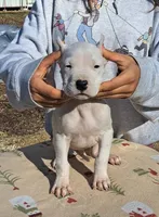 Pet Male, a male Dogo Argentino for sale in Missouri, MO – Photo 1 of 4